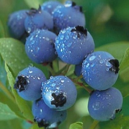 Голубика высокорослая Бонус