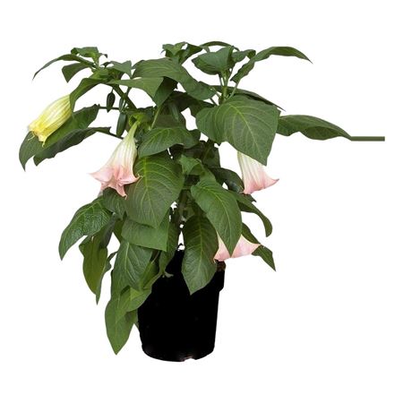 Brugmansia Bush Pink