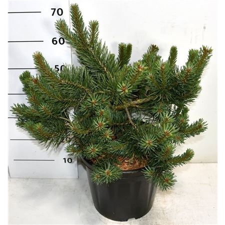 Pinus Sylv Albyns
