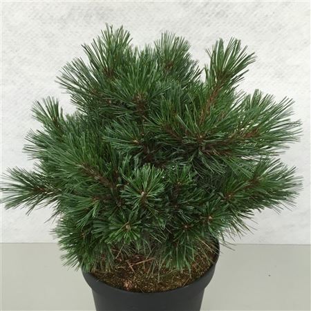 Pinus Strobus Krüger's Lilliput