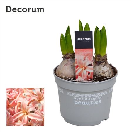 Hyacinthus Gipsy Queen 3pp (decorum)