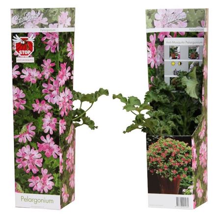 Pelargonium Pink Capitatum