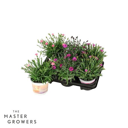 Dianthus Diantica Mix