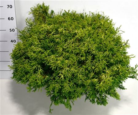 Chamaecyparis Obt Gitte