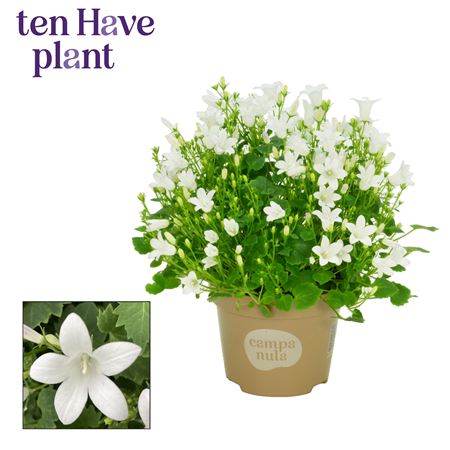 Campanula Porto White