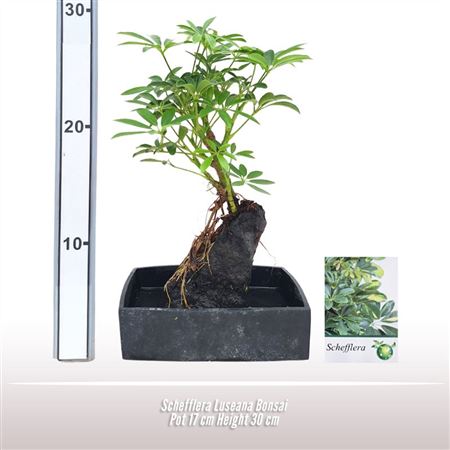 Schefflera Luseana