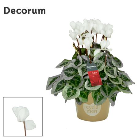 Cyclamen Picasso White Cozy (decorum)