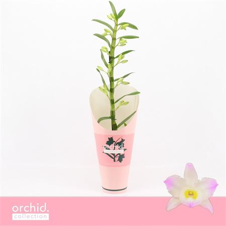 Dendr Nob 1st Kumiko Orchid C