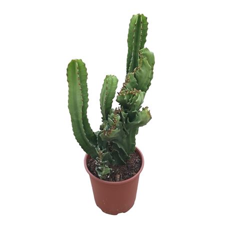 Euphorbia Ingens Cristata