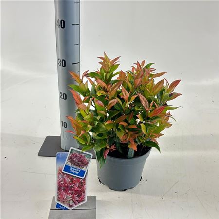 Leucothoe Ax Zeblid