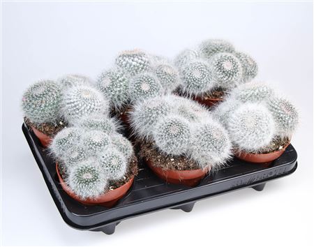 Mammillaria Hahniana Dubbel