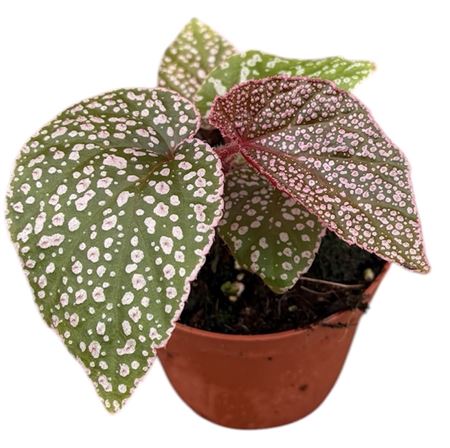 Begonia Morris