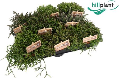 Rhipsalis Mixed