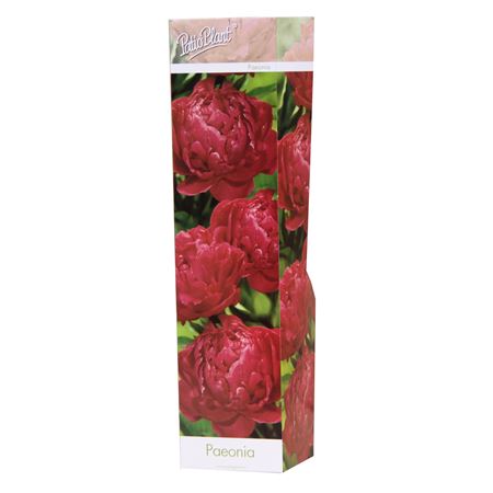 Paeonia Double Red