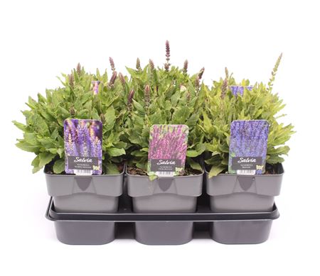 Salvia Nemorosa Mix