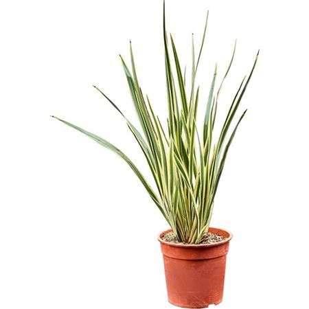 Phormium Tenax 'variegatum' (80-100)