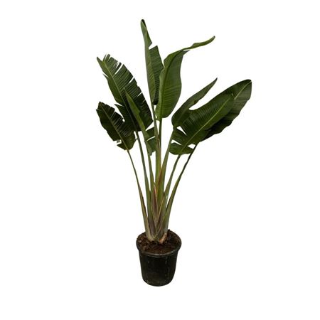 Strelitzia Augusta 1pp