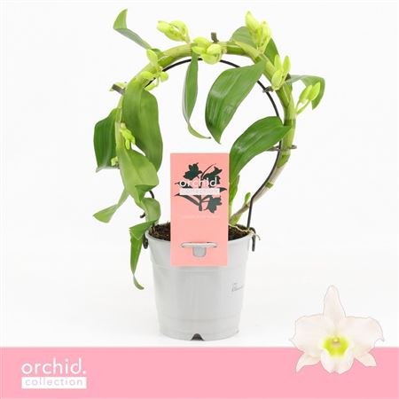 Dendr Nob Mini Bow Apollon Orchid Collection