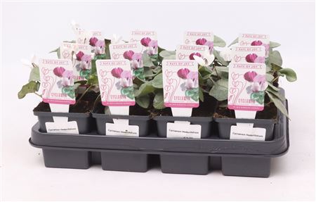 Cyclamen Hed Silverleaf White