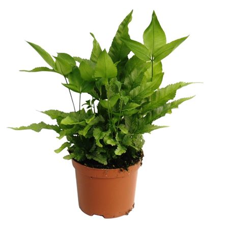 Pteris Cretica Parkeri