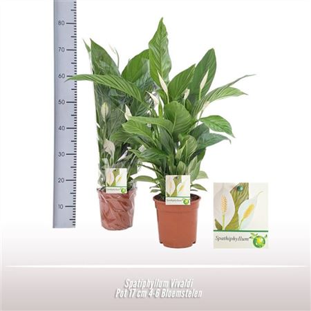 Spathiphyllum Vivaldi