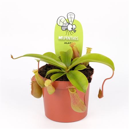 Nepenthes Alata