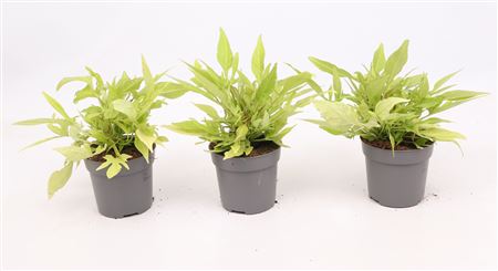 Ipomoea Batatas Green Sweet Potato