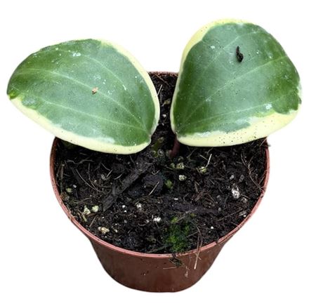 Hoya Latifolia Albomarginata Round Leaf
