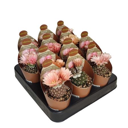 Neoporteria Napina Potcover