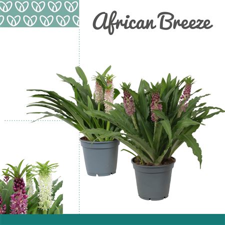 Eucomis Mix