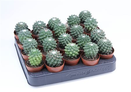 Mammillaria Toluc