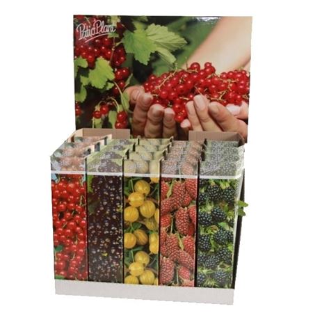 Fruit Mix Small (ribes & Rubus)