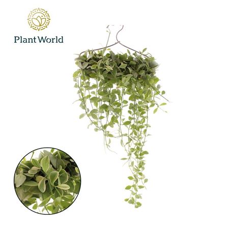 Dischidia 'white Diamond' Op Kledinghanger