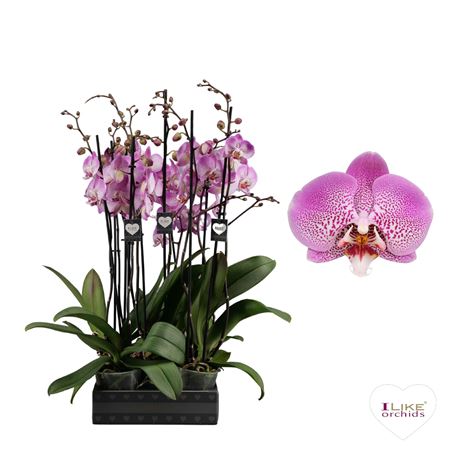 Phal 2st Jillion 16+ (levo)