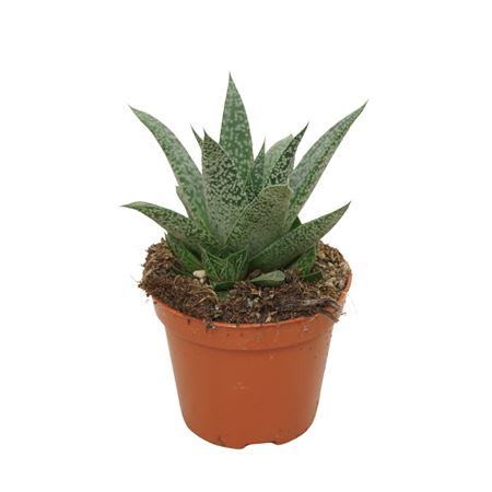 Gasteria Grey Moon