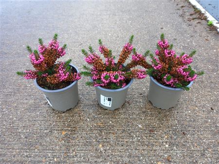 Erica Vagans Mrs D. F. Maxwell