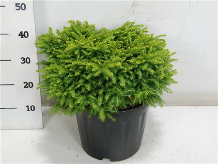 Picea Ab Little Gem