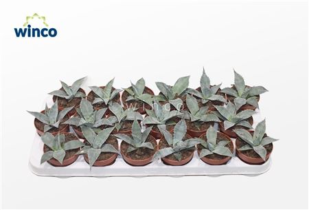 Agave Potatorum