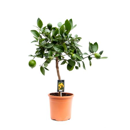 Citrus Lime On Stem