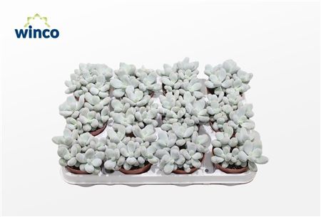 Pachyphytum Oviferum