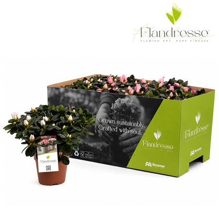 Azalea Flandresse Sweet Pastello