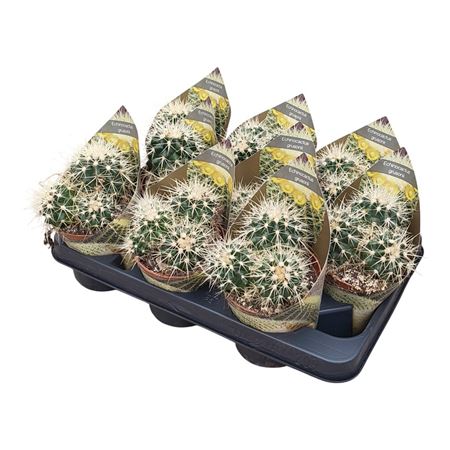 Echinocactus Grusonii Potcover