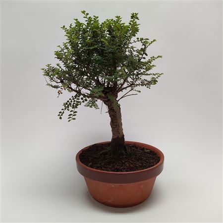 Bonsai Ulmus Hokkaido