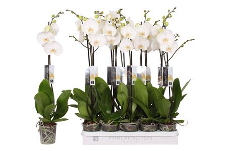 Phal 1st White World 9+ (by-5)