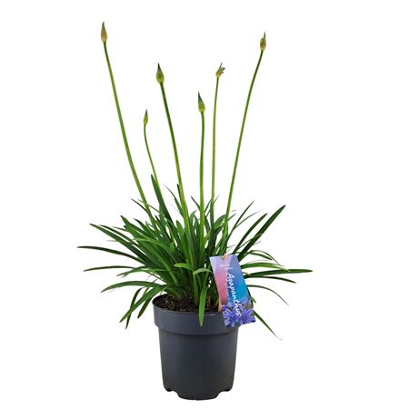 Agapanthus Brilliant Blue