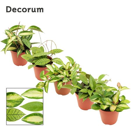 Hoya 12 Cm Mix (decorum)
