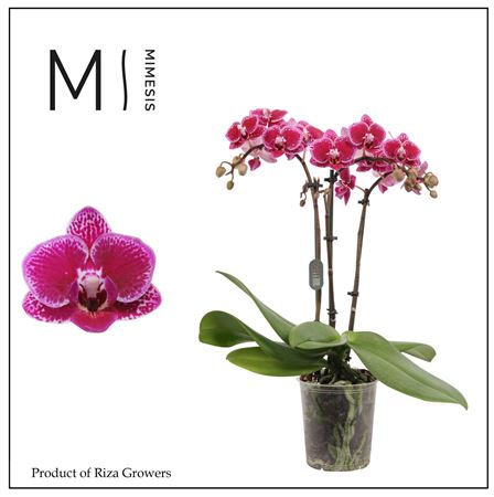 Phal 2st Hornglin 20+ (mimesis)