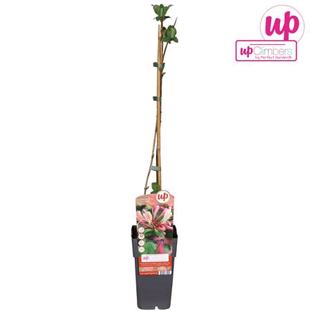 Lonicera Periclymenum Belgica