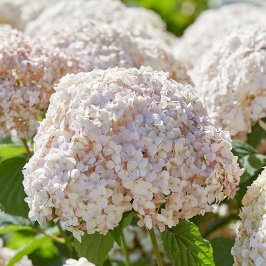 Гортензия древовидная Кандибелле Маршмеллоу