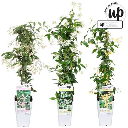 Trachelospermum Mix (our Choice)